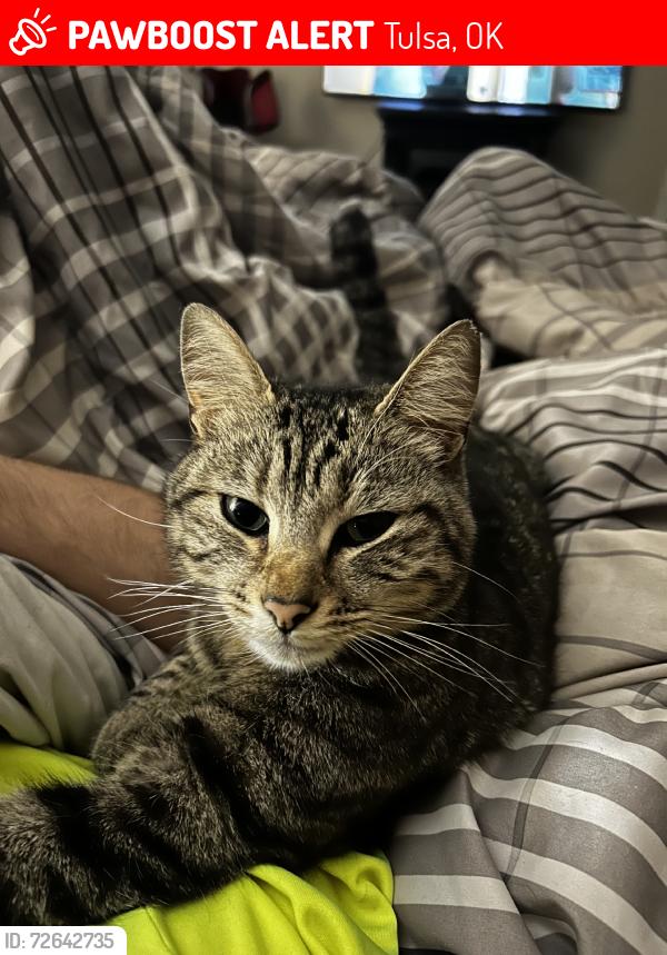 Lost Female Cat last seen 52nd and kenosha, Tulsa, OK 74103