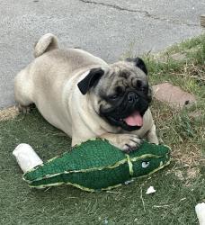 Lost Male Dog last seen La Palma and harbor, Anaheim, CA 92801