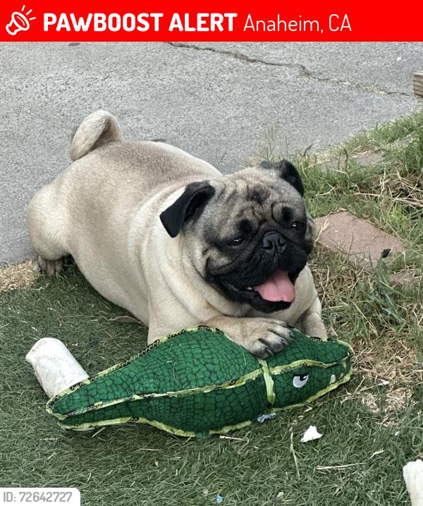 Lost Male Dog last seen La Palma and harbor, Anaheim, CA 92801