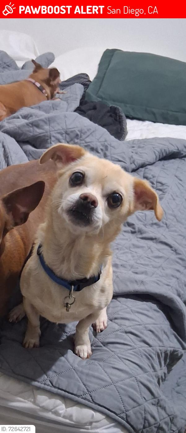 Lost Male Dog last seen Garey and foothill blvd, San Diego, CA 92109