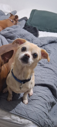 Lost Male Dog last seen Garey and foothill blvd, San Diego, CA 92109