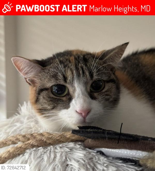 Lost Female Cat last seen 23rd pkwy and gateway dr by the woods, Marlow Heights, MD 20748