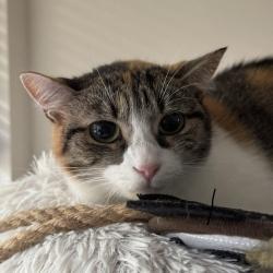 Lost Female Cat last seen 23rd pkwy and gateway dr by the woods, Marlow Heights, MD 20748