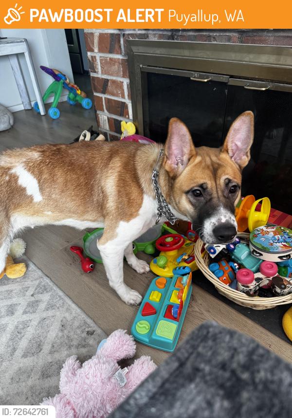 Found/Stray Female Dog last seen Mel Korum Family YMCA, Puyallup, WA 98374