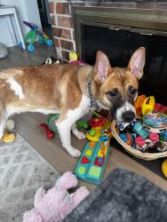 Found/Stray Female Dog last seen Mel Korum Family YMCA, Puyallup, WA 98374