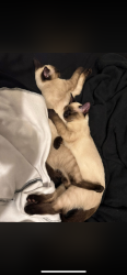 Lost Male Cat last seen Lambeth Dr, San Antonio, TX 78228