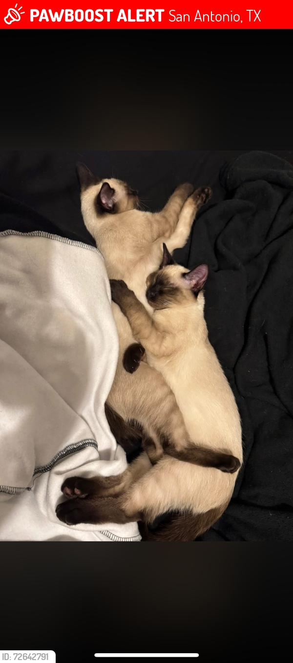 Lost Male Cat last seen Lambeth Dr, San Antonio, TX 78228