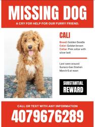 Lost Female Dog last seen Last seen stains, Kissimmee, FL 34744