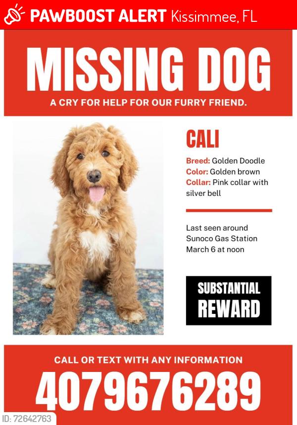 Lost Female Dog last seen Last seen stains, Kissimmee, FL 34744