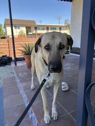 Found/Stray Female Dog last seen 39th and Meade - Normal Heights, San Diego, CA 92116