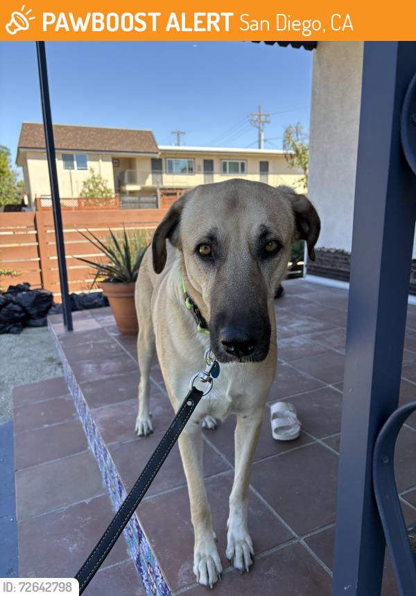 Found/Stray Female Dog last seen 39th and Meade - Normal Heights, San Diego, CA 92116