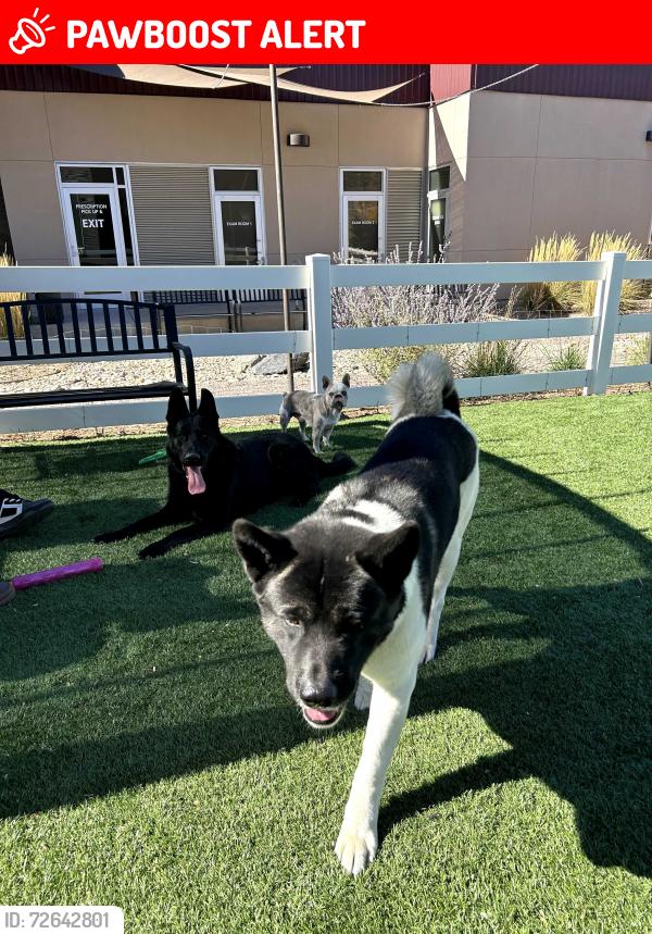 Lost Male Dog last seen Voyager and Interquest, Colorado Springs, CO 80921