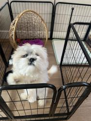 Lost Male Dog last seen Allen and tropical 89031, North Las Vegas, NV 89031