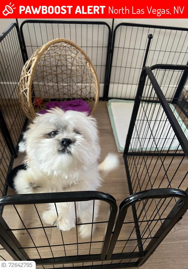 Lost Male Dog last seen Allen and tropical 89031, North Las Vegas, NV 89031