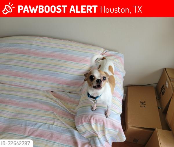 Lost Male Dog last seen Astoria Blvd and Ryewater Dr by Memorial Hermann Southeast hosp, Houston, TX 77089