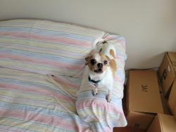 Lost Male Dog last seen Astoria Blvd and Ryewater Dr by Memorial Hermann Southeast hosp, Houston, TX 77089