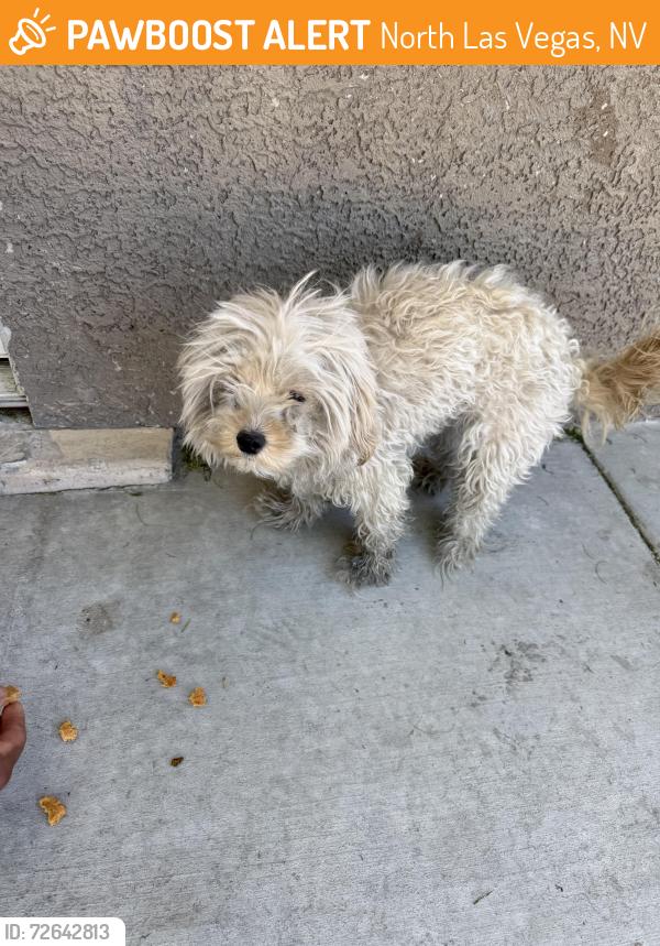 Found/Stray Female Dog last seen Carroll Street , North Las Vegas, NV 89030