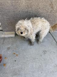 Found/Stray Female Dog last seen Carroll Street , North Las Vegas, NV 89030
