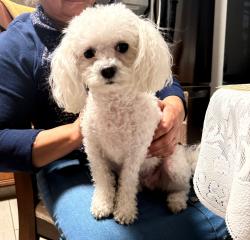 Lost Female Dog last seen Apartamentos Landon park por la calle sable y alameda ave. , Aurora, CO 80012
