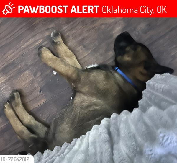 Lost Male Dog last seen Shields blvd , Oklahoma City, OK 73129