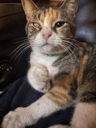 Lost Female Cat last seen Academy Ave, Cromwell St, Augusta St, Pomona, CA 91768