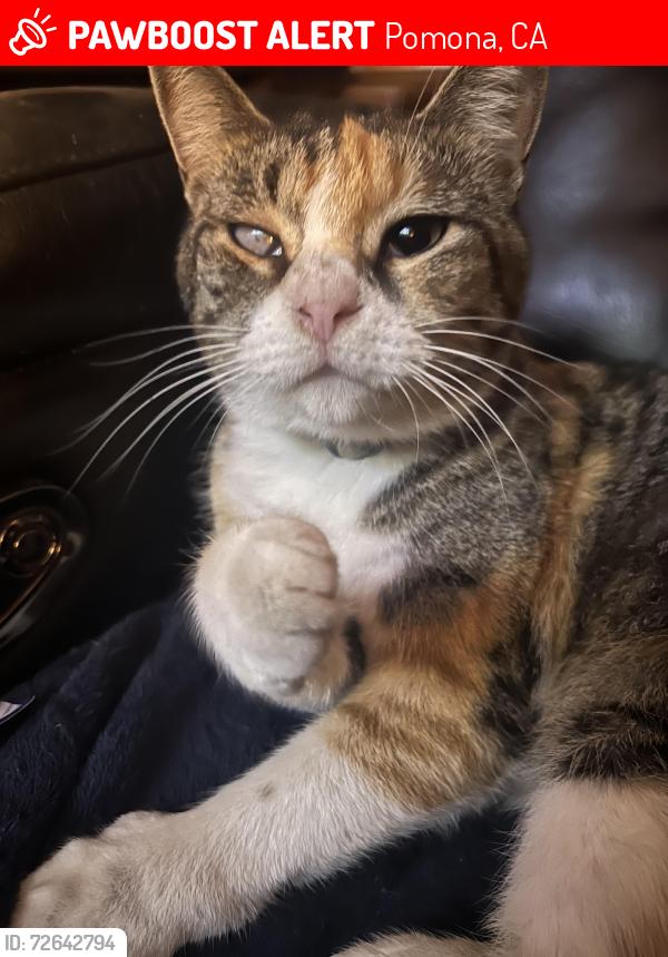 Lost Female Cat last seen Academy Ave, Cromwell St, Augusta St, Pomona, CA 91768