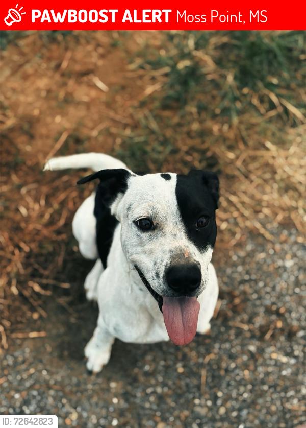 Lost Male Dog last seen Franklin creek , Moss Point, MS 39562