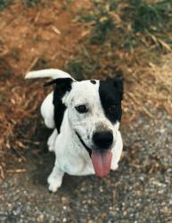 Lost Male Dog last seen Franklin creek , Moss Point, MS 39562