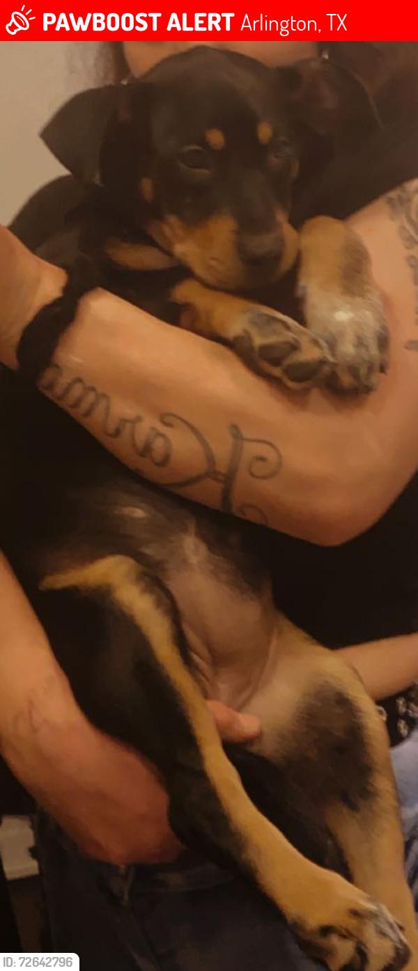 Lost Female Dog last seen apmts in ArlingtoTX , Arlington, TX 76012