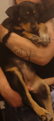 Lost Female Dog last seen apmts in ArlingtoTX , Arlington, TX 76012