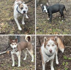Found/Stray Unknown Dog last seen Gary Animal Control intakes, Gary, IN 46402