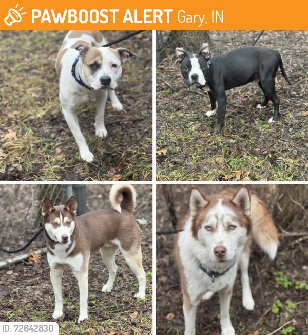 Found/Stray Unknown Dog last seen Gary Animal Control intakes, Gary, IN 46402