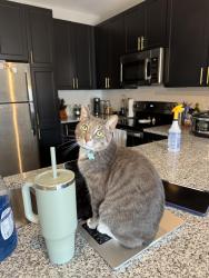 Lost Male Cat last seen Kempsville Gardens, Virginia Beach, VA 23462