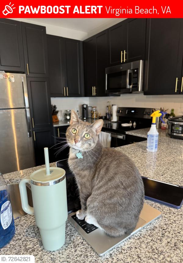 Lost Male Cat last seen Kempsville Gardens, Virginia Beach, VA 23462