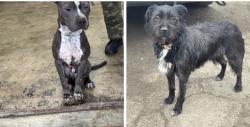 Found/Stray Unknown Dog last seen Gary Animal Control, Gary, IN 46402
