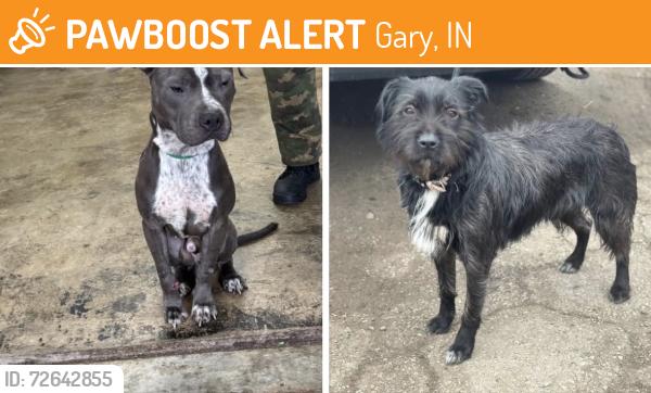 Found/Stray Unknown Dog last seen Gary Animal Control, Gary, IN 46402