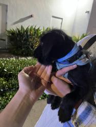 Found/Stray Male Dog last seen Canvas building, Miami, FL 33132