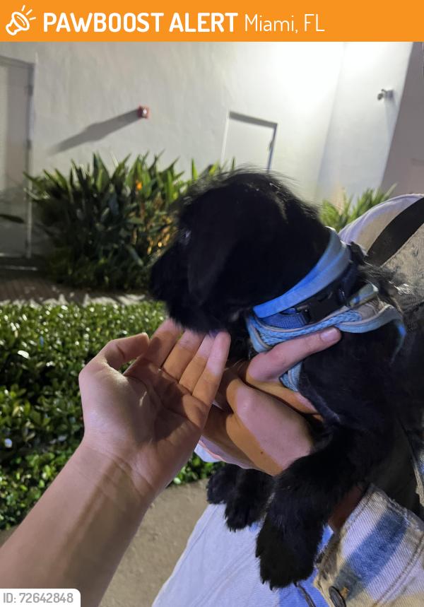 Found/Stray Male Dog last seen Canvas building, Miami, FL 33132