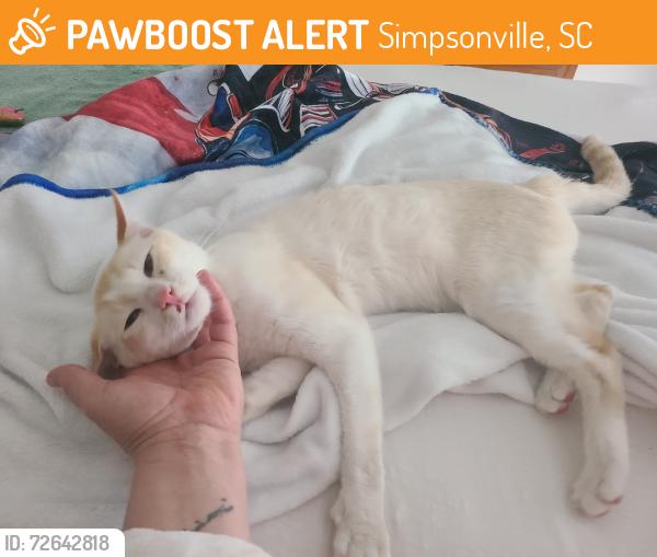 Found/Stray Female Cat last seen Fairview Road, Simpsonville, SC 29680