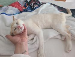 Found/Stray Female Cat last seen Fairview Road, Simpsonville, SC 29680