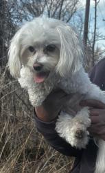 Found/Stray Unknown Dog last seen Gary Animal Control, Gary, IN 46402