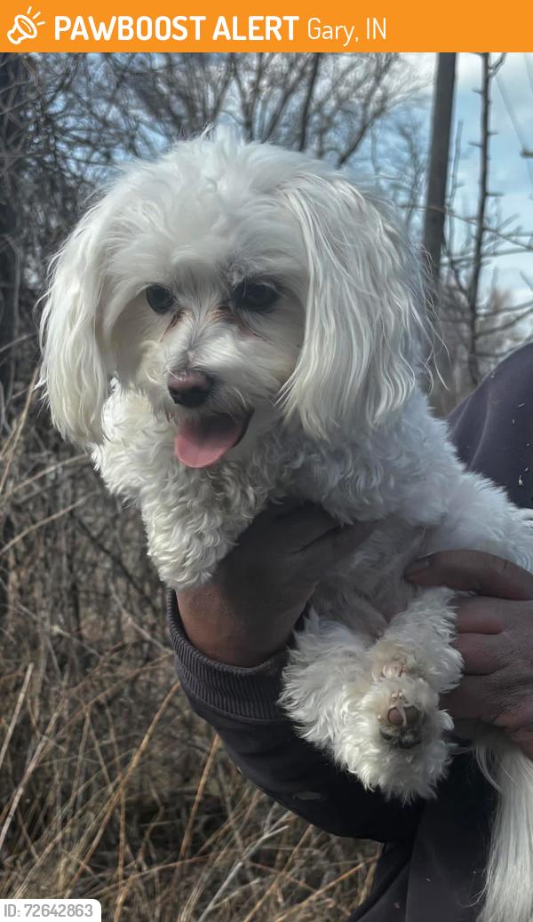 Found/Stray Unknown Dog last seen Gary Animal Control, Gary, IN 46402