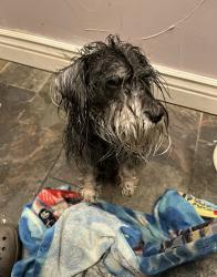 Lost Female Dog last seen Ryan Avenue, Lowden St, Fort Worth, TX 76110