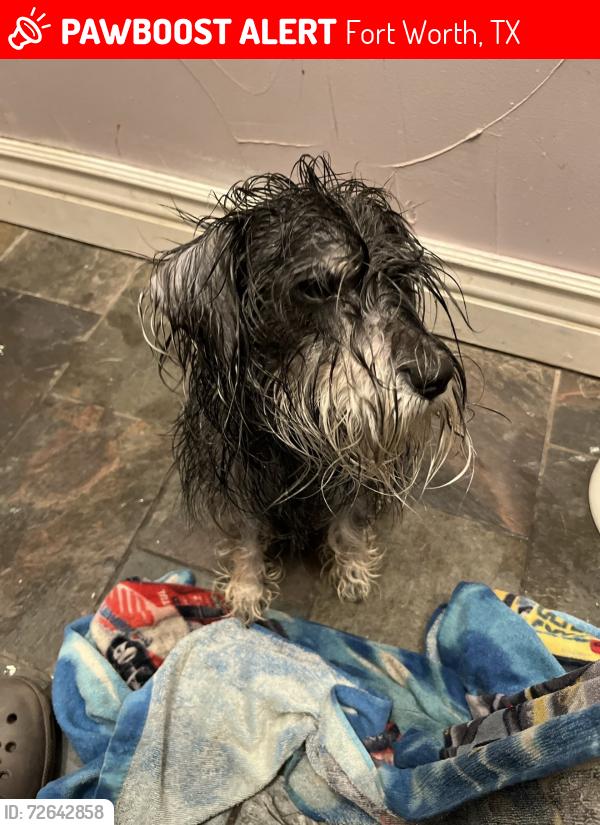 Lost Female Dog last seen Ryan Avenue, Lowden St, Fort Worth, TX 76110