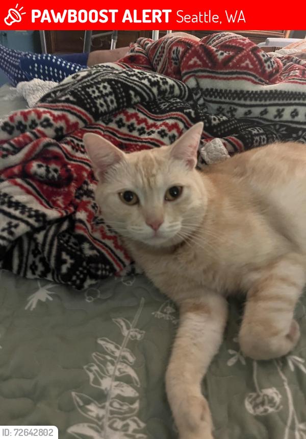 Lost Male Cat last seen SW. Jacobson Rd. and Beach Dr., Southwest, Seattle, WA 98116
