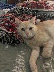 Lost Male Cat last seen SW. Jacobson Rd. and Beach Dr., Southwest, Seattle, WA 98116