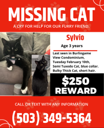 Lost Male Cat last seen Near sw Bertha blvd and Fred Meyer Burlingame , Portland, OR 97219