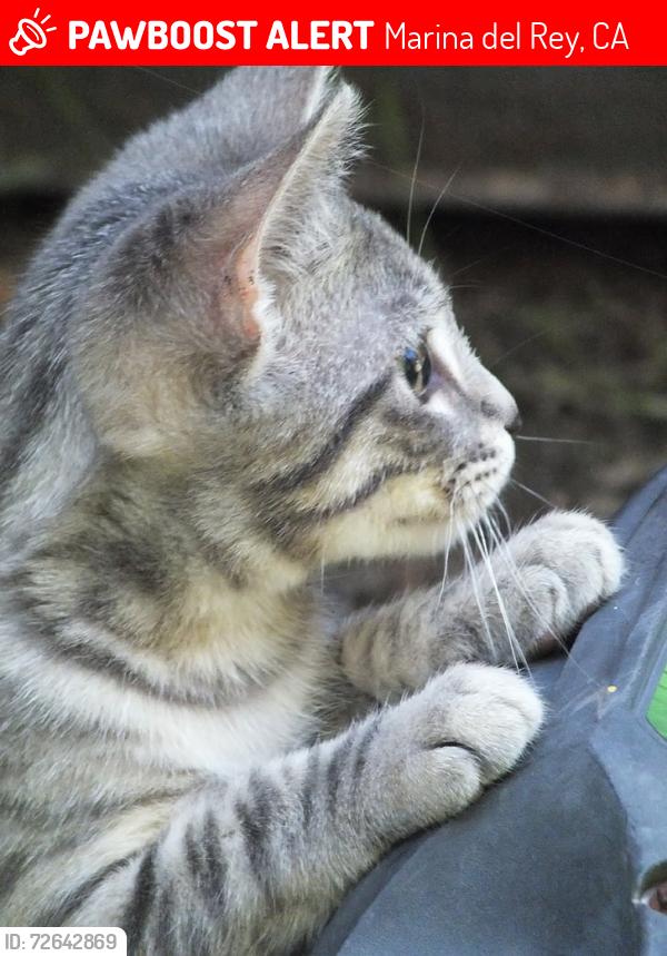 Lost Female Cat last seen , Mindanao and 90 freeway, Marina del Rey, CA 90292