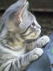 Lost Female Cat last seen , Mindanao and 90 freeway, Marina del Rey, CA 90292