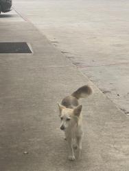 Found/Stray Female Dog last seen Paredes, Brownsville, TX 78526